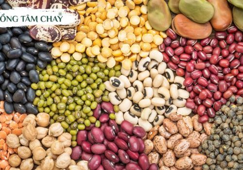 Top 10 nguyên liệu chay được người ăn chay thuần sử dụng nhiều nhất