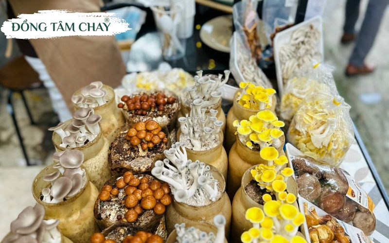 Thuc-pham-chay-kho-8